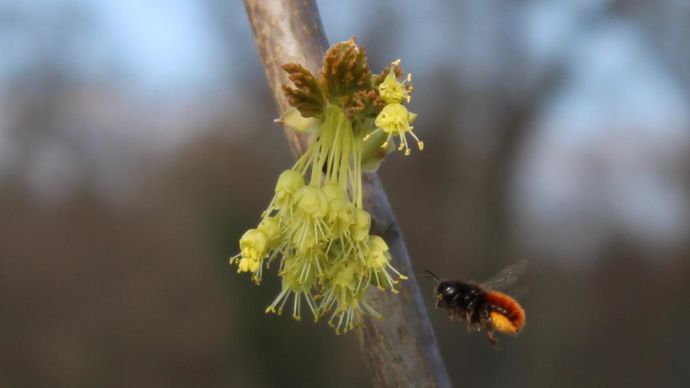 Acer Opalus, le plus précoce et le plus beau de nos érables, est visité par une osmie. ©Y. Darricau
